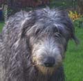 hettie 